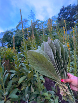 Mullein Leaf
