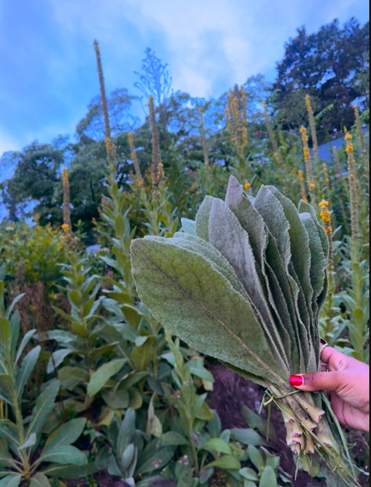 Mullein Leaf